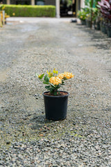 Compact Gold Ixora - Ixora chinensis 'Compact Gold' - Brisbane Plant Nursery