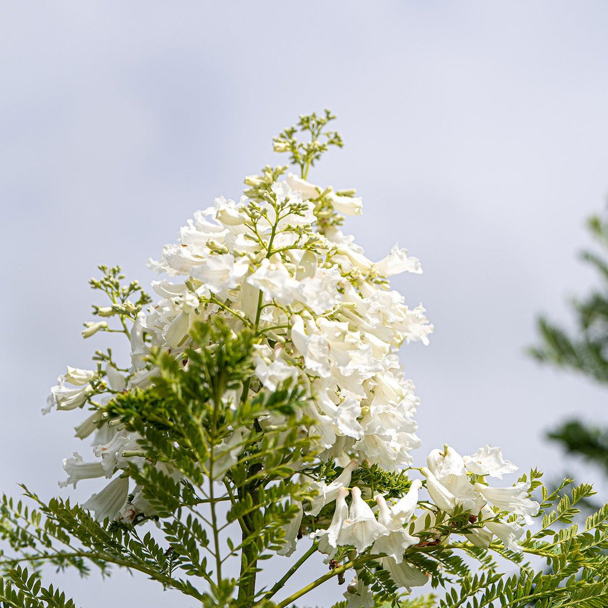 White Jacaranda Tree - Jacaranda mimosifolia ‘Alba’ – Brisbane Plant