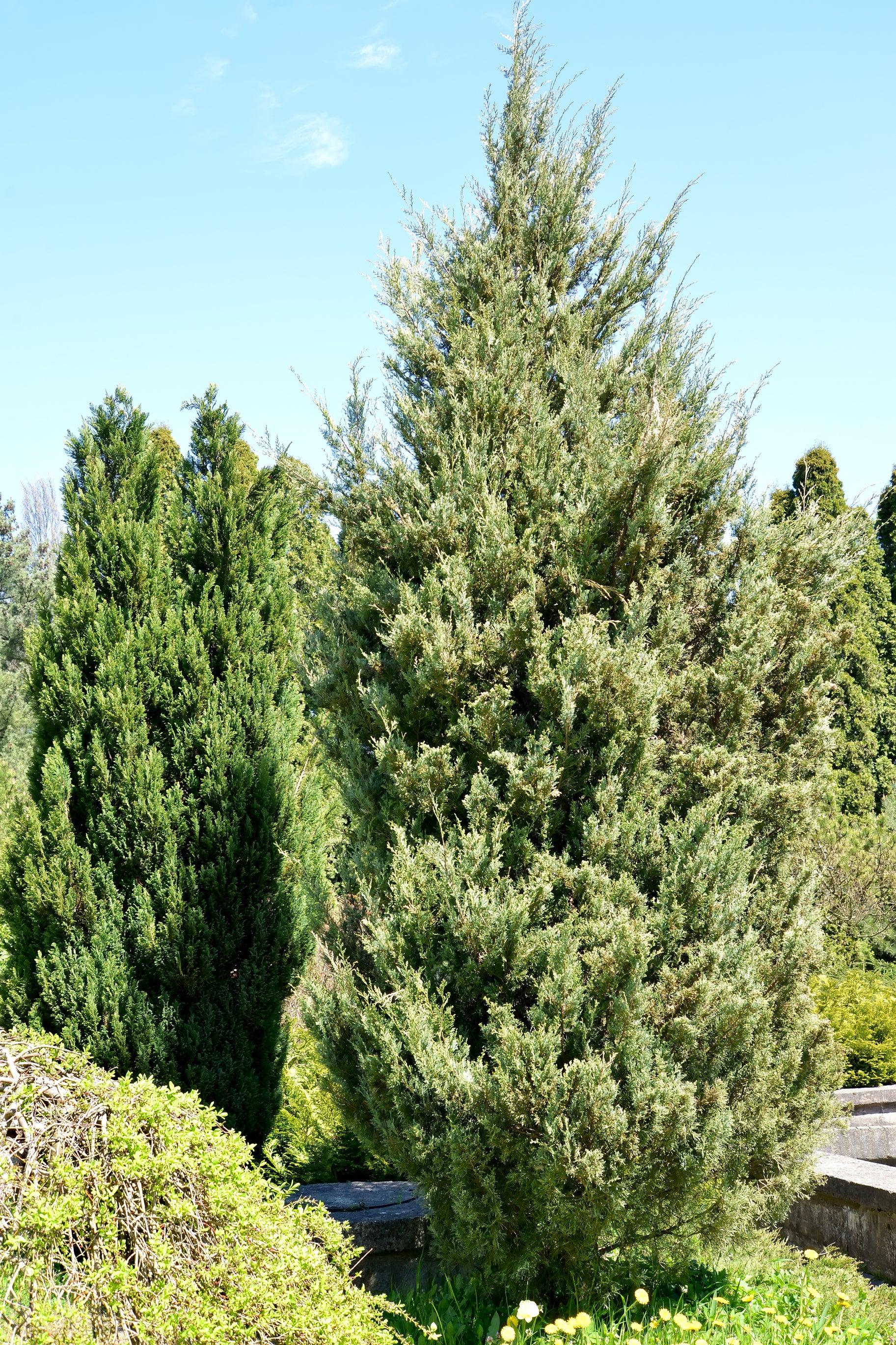 Skyrocket Juniper - Juniperus Virginiana 'Skyrocket' – Brisbane Plant ...