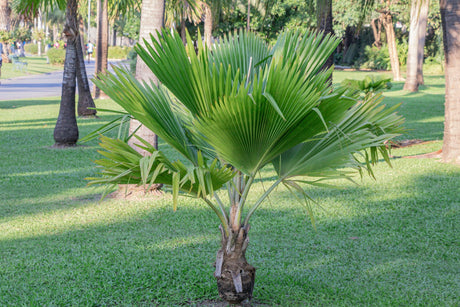 Oliviform Palm - Kentiopsis oliviformis - Brisbane Plant Nursery