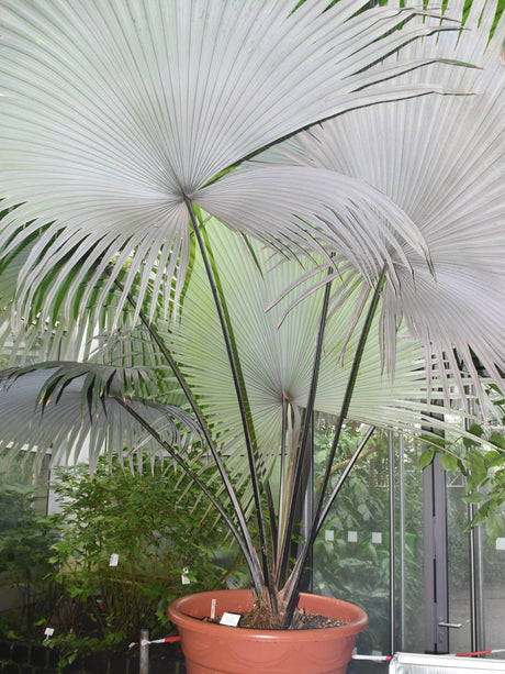 White Elephant Palm - Kerriodoxa elegans - Brisbane Plant Nursery