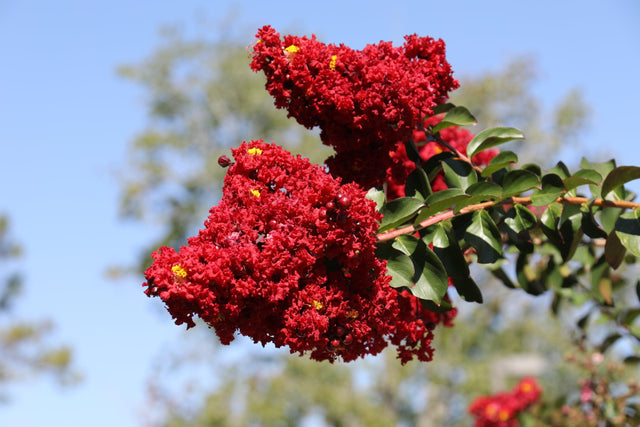 Diamonds in the Dark Crimson Red Crepe Myrtle - Lagerstroemia 'Diamonds in the Dark Crimson Red' - Brisbane Plant Nursery