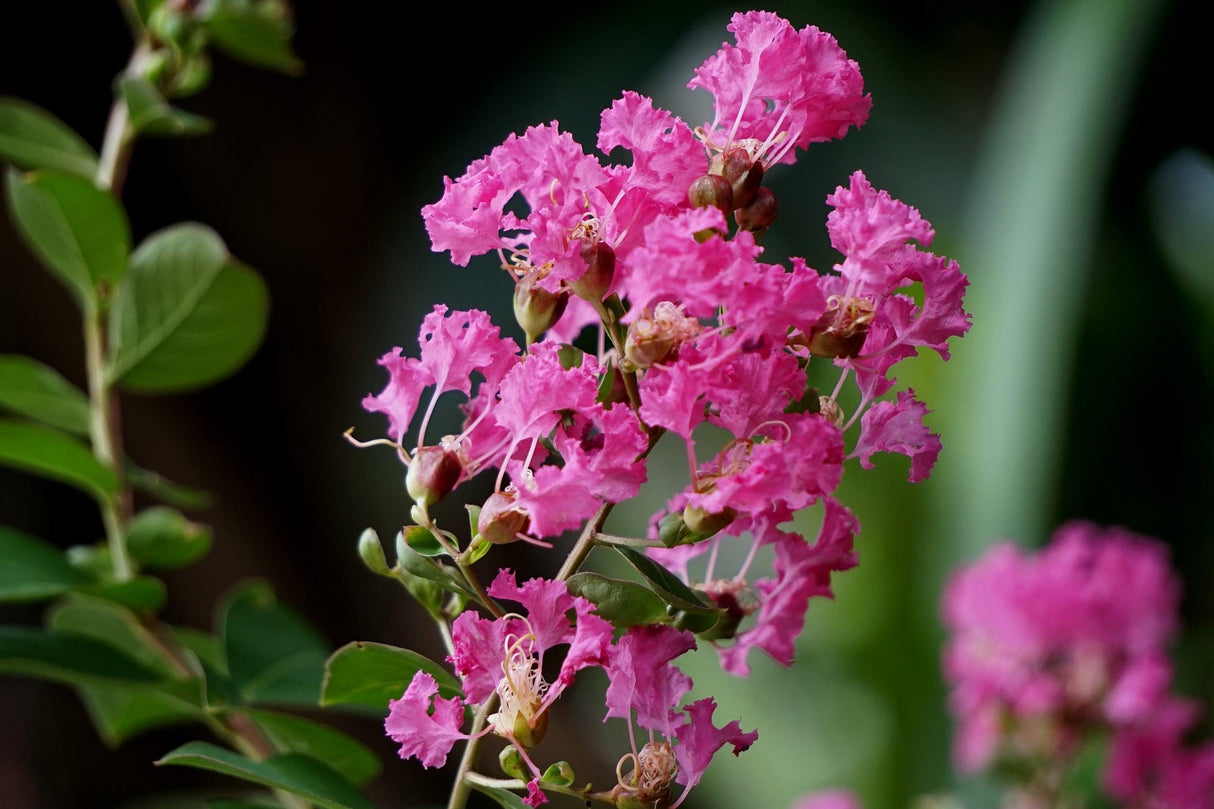 Diamonds in the Dark Lavender Lace Crepe Myrtle - Lagerstroemia 'Diamonds in the Dark Lavender Lace' - Brisbane Plant Nursery