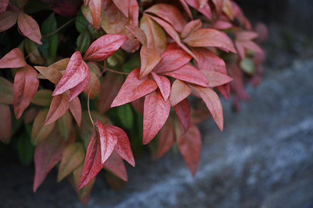 Little Flames Leucothoe - Leucothoe 'Little Flames' - Brisbane Plant Nursery