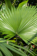 Licuala elegans 'Fan Palm' - Brisbane Plant Nursery