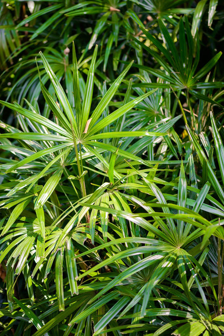 Rusty Fan Palm - Licuala ferruginea - Brisbane Plant Nursery