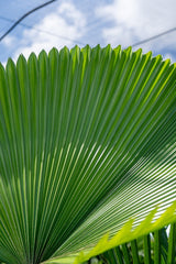 Ruffled Fan Palm - Licuala grandis - Brisbane Plant Nursery