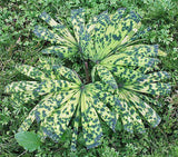 Mapu Licuala - Licuala mattanensis - Brisbane Plant Nursery