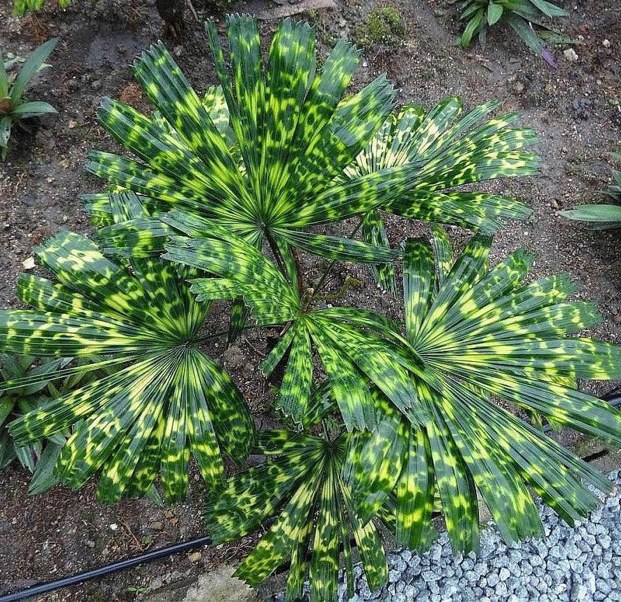 Mapu Licuala - Licuala mattanensis - Brisbane Plant Nursery