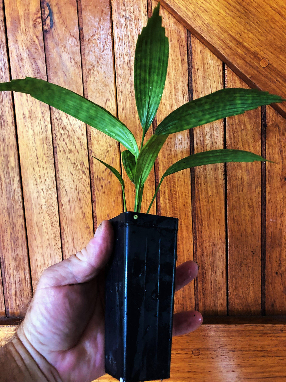 Mapu Licuala - Licuala mattanensis - Brisbane Plant Nursery