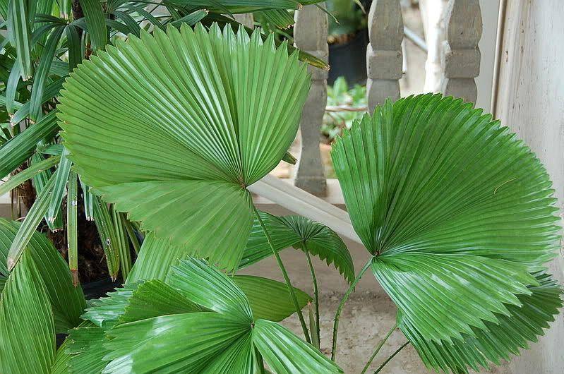 Sumawongii Fan Palm - Licuala peltata var. sumawongii - Brisbane Plant Nursery