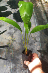 Sumawongii Fan Palm - Licuala peltata var. sumawongii - Brisbane Plant Nursery