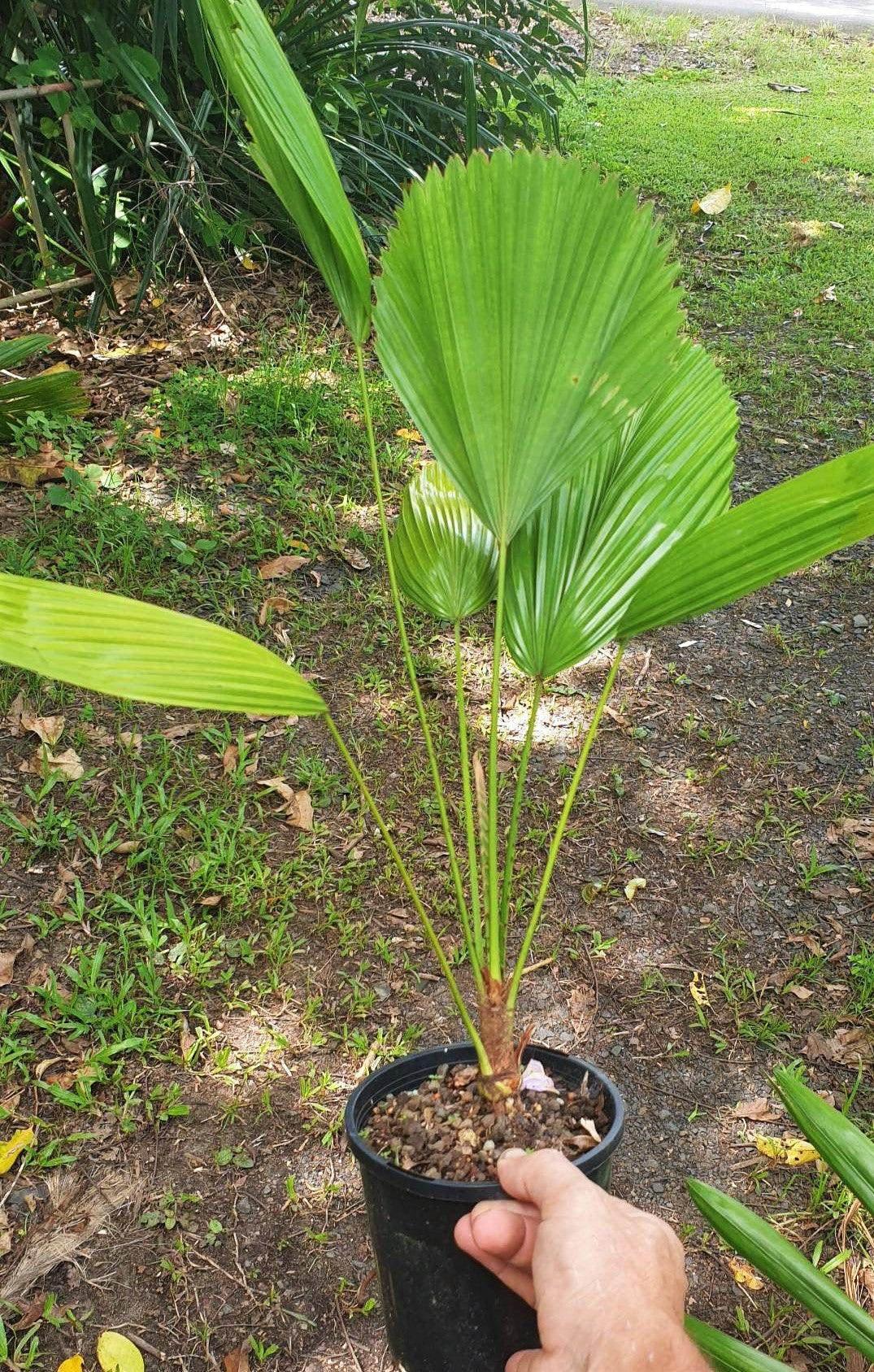 Sumawongii Fan Palm - Licuala peltata var. sumawongii - Brisbane Plant Nursery