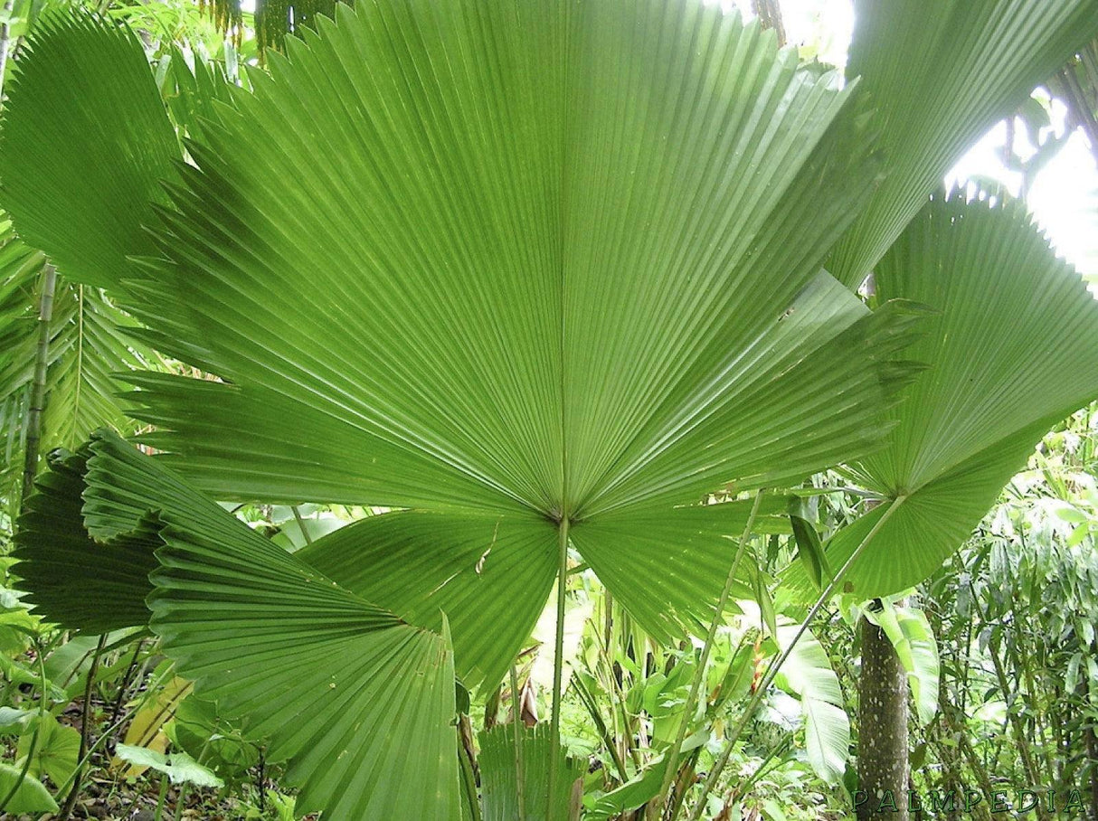 Sumawongii Fan Palm - Licuala peltata var. sumawongii - Brisbane Plant Nursery