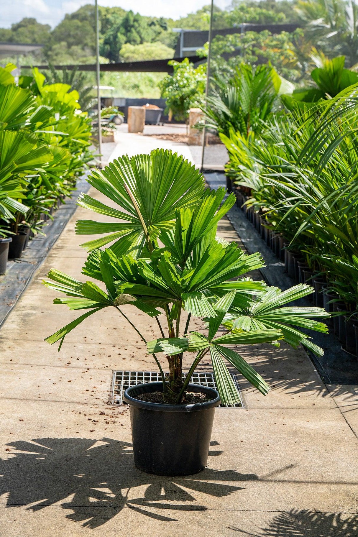 Ramsay's Fan Palm - Licuala ramsayi - Brisbane Plant Nursery