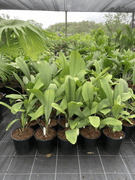 Sallehana Fan Palm - Licuala sallehana - Brisbane Plant Nursery