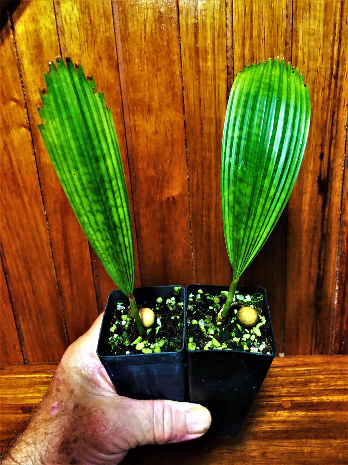 Peacock Licuala - Licuala sp. Kalimantan - Brisbane Plant Nursery