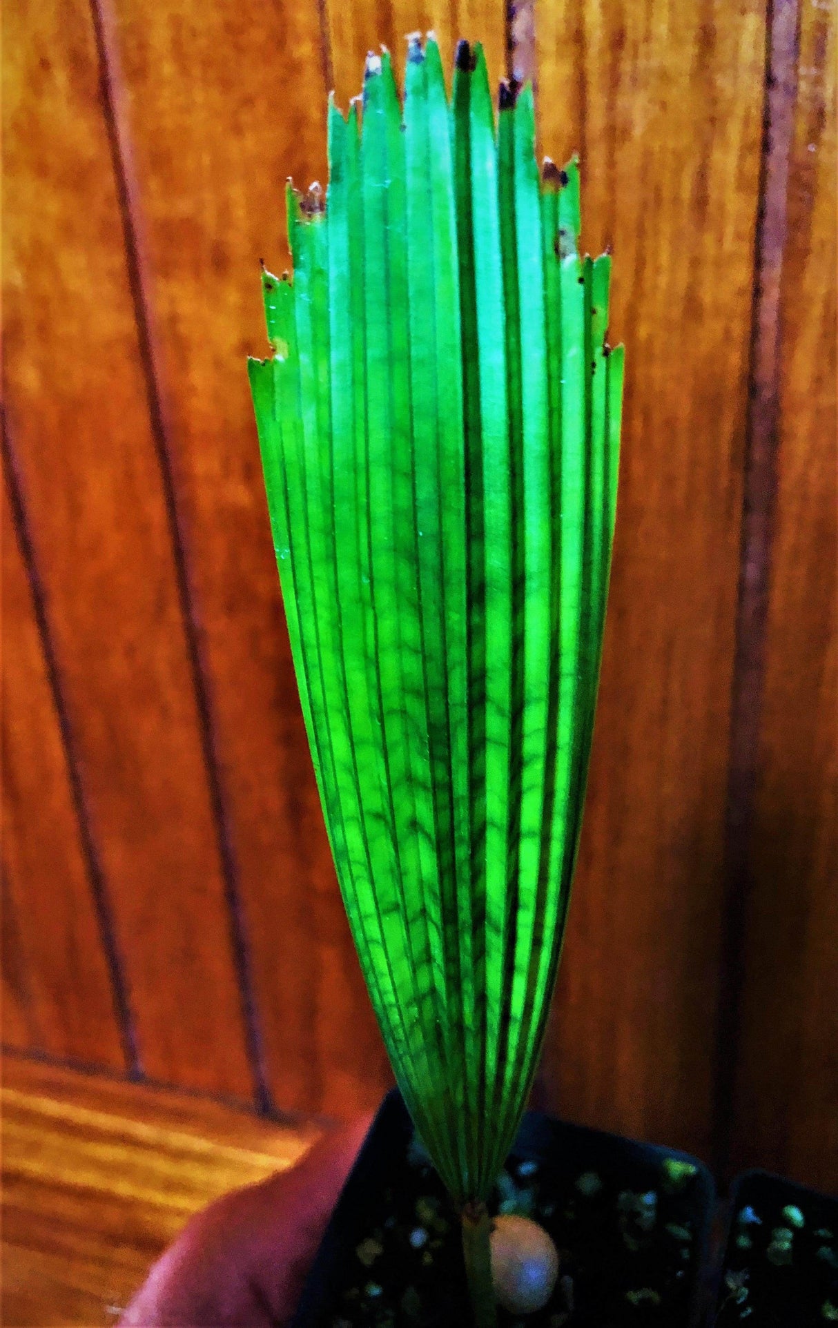 Peacock Licuala - Licuala sp. Kalimantan - Brisbane Plant Nursery