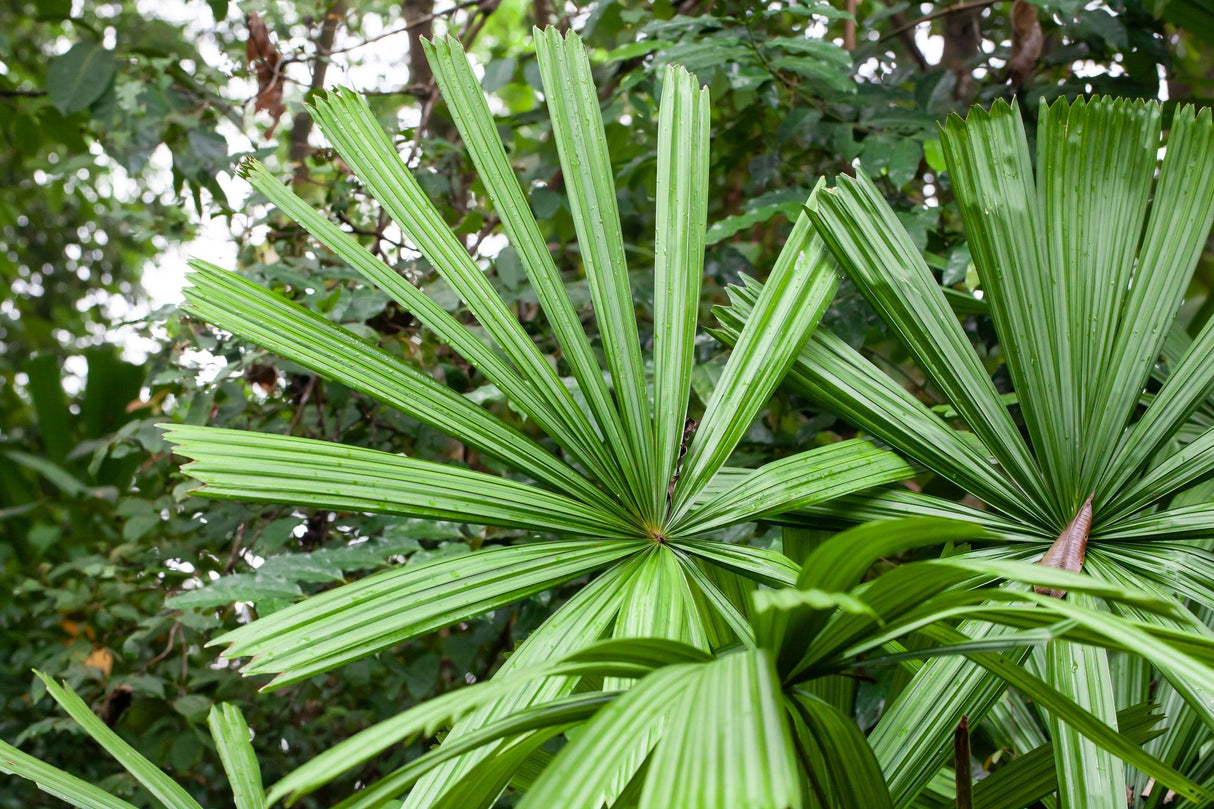Licuala spinosa - Brisbane Plant Nursery
