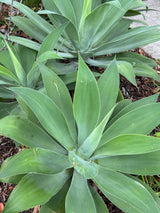 Lions Tail Agave - Agave ferox