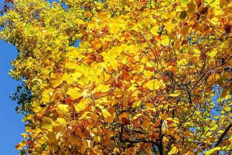 Tulip Tree - Liriodendron tulipifera - Brisbane Plant Nursery