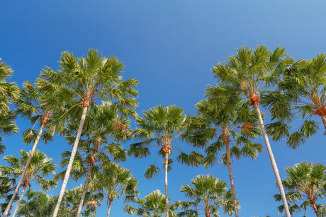 Rigid Fan Palm - Livistona rigida - Brisbane Plant Nursery