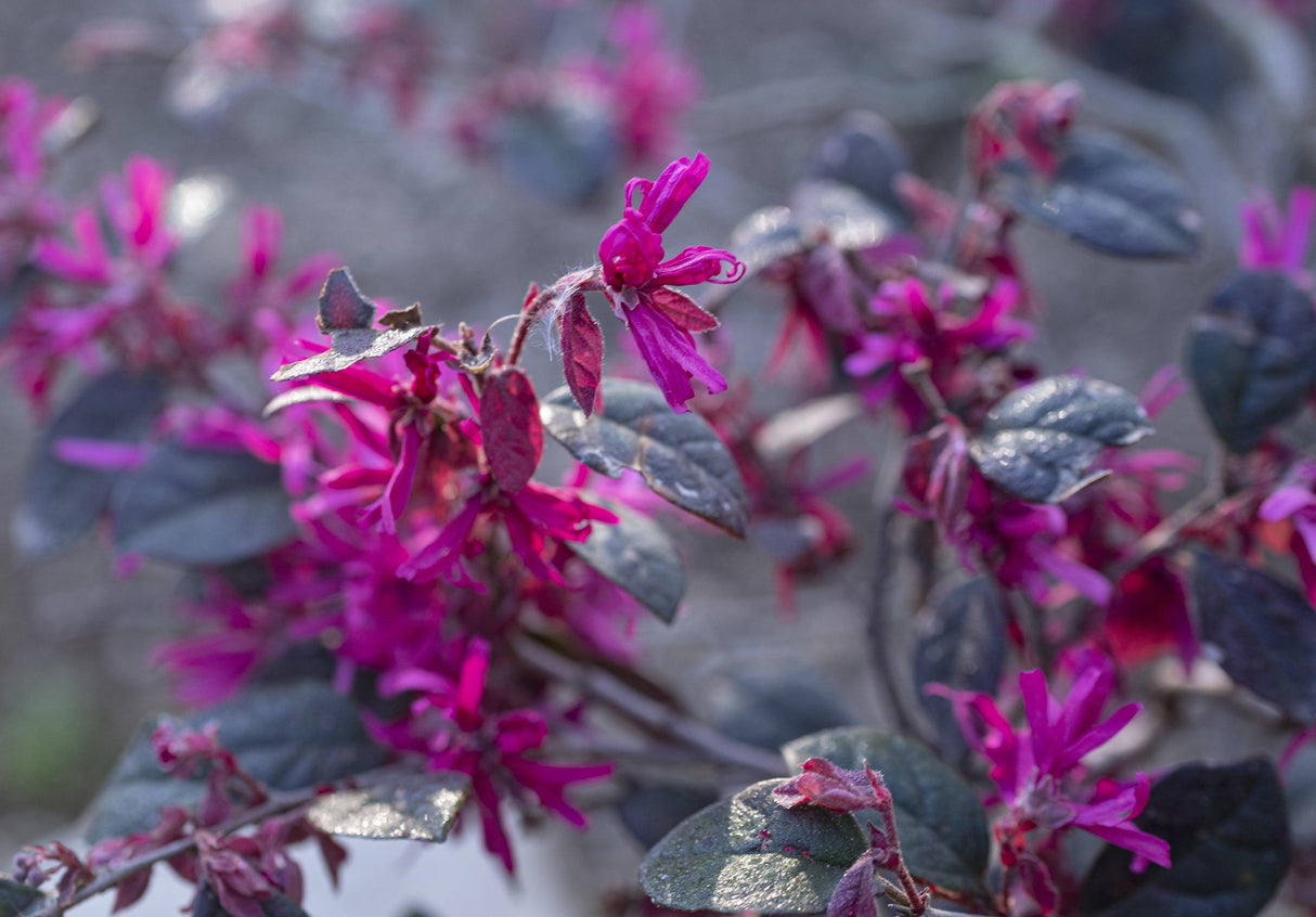 Plum Gorgeous Loropetalum - Loropetalum chinense 'Plum Gorgeous' - Brisbane Plant Nursery