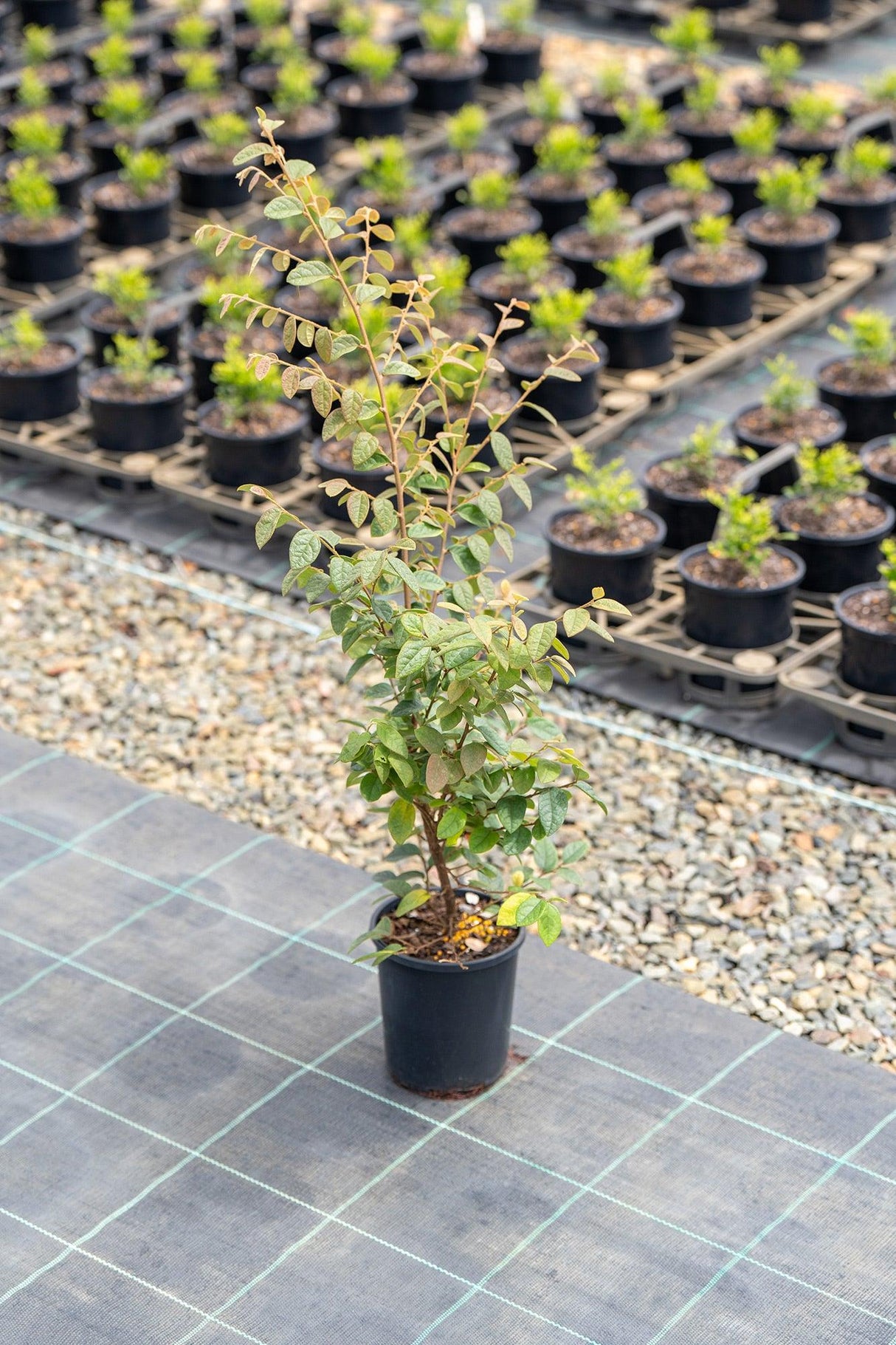 Razzleberri Loropetalum - Loropetalum chinense 'Razzleberri' - Brisbane Plant Nursery