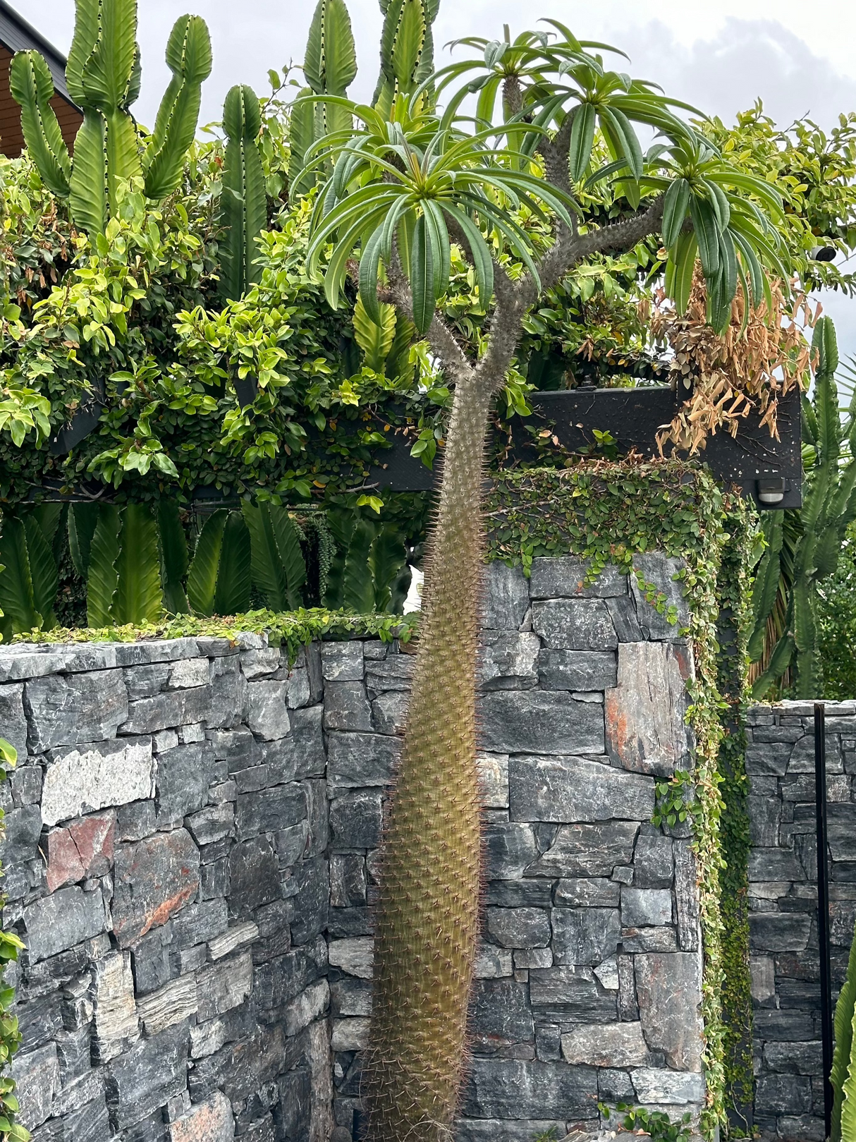 Madagascar Palm - Pachypodium baronii