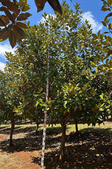 MAGNOLIA grandiflora ‘Exmouth’ (Bull Bay Magnolia) - Ex Ground - Brisbane Plant Nursery