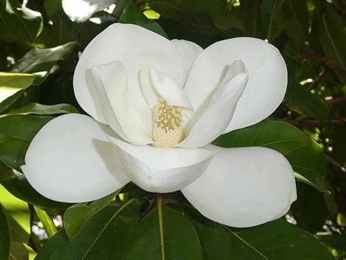 MAGNOLIA grandiflora ‘Exmouth’ (Bull Bay Magnolia) - Ex Ground ...
