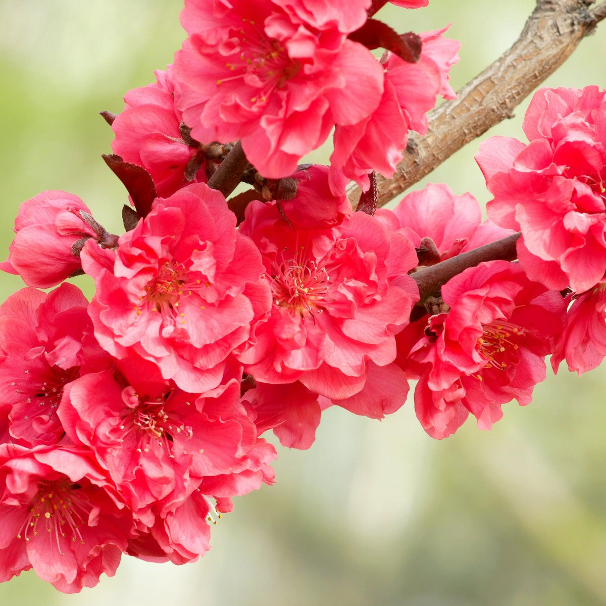 Showtime Crabapple - Malus 'Shotizam Showtime' – Brisbane Plant Nursery