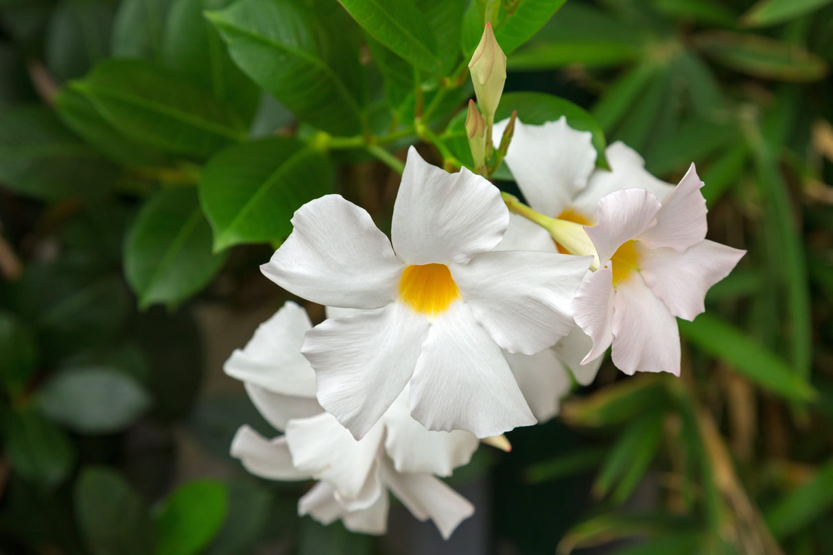Mandevilla 'Aloha White' - Brisbane Plant Nursery