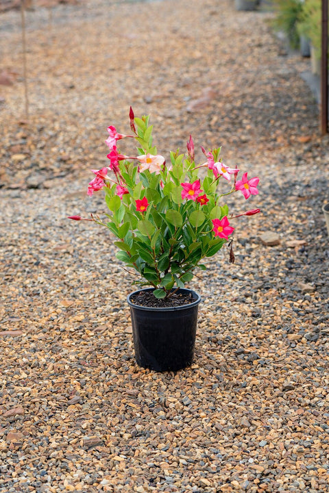 Pink Dipladenia - Mandevilla sanderi 'Rosea' – Brisbane Plant Nursery