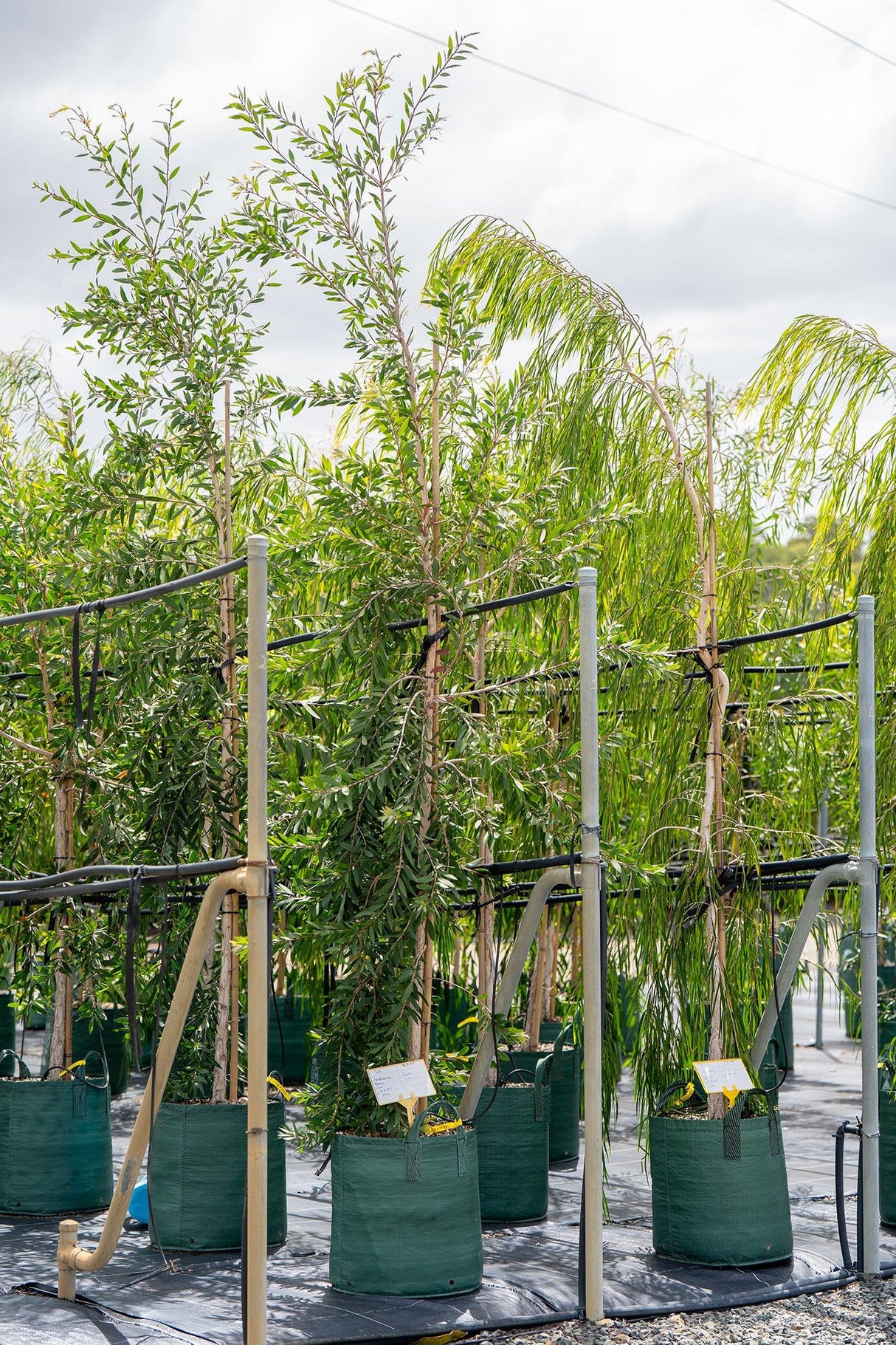 Melaleuca quinquenervia 'White Paperbark' - Brisbane Plant Nursery