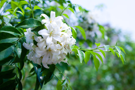 hedging plants