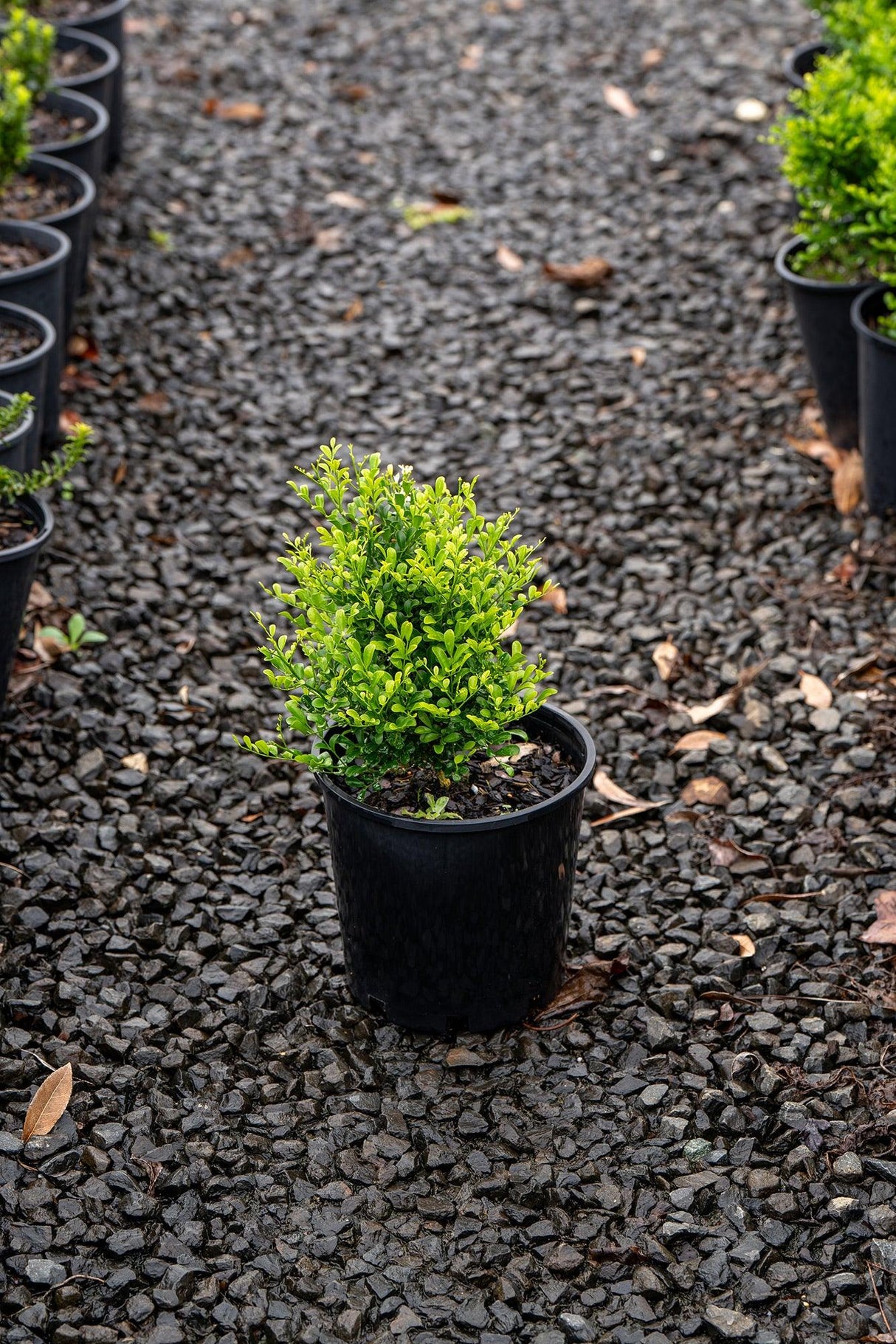 Min-a-Min Mock Orange - Murraya paniculata 'Min-a-Min' - Brisbane Plant Nursery