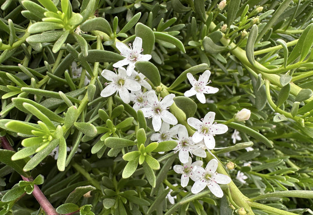 Creeping Boobialla - Myoporum parvifolium - Brisbane Plant Nursery