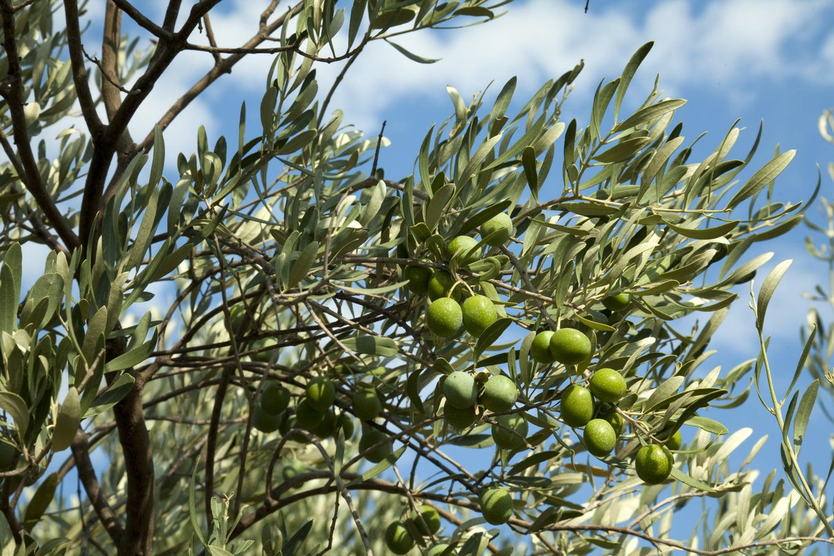 Helena Olive Tree - Olea europaea 'Helena' - Brisbane Plant Nursery