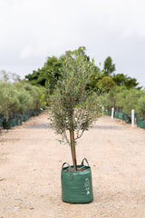 Kalamata Olive Tree - Olea europaea 'Kalamata' - Brisbane Plant Nursery