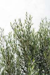 Kalamata Olive Tree - Olea europaea 'Kalamata' - Brisbane Plant Nursery