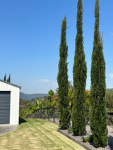 Pencil Pine - Cupressus sempervirens 'Nitschke's Needles'