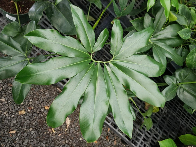Philodendron goeldii - Brisbane Plant Nursery