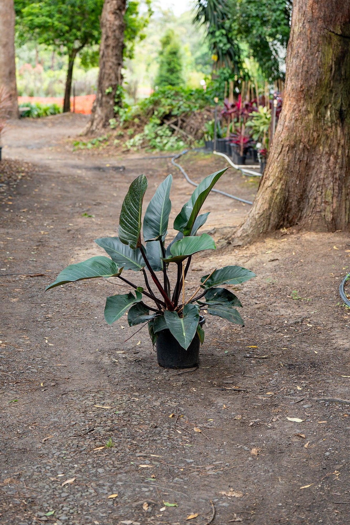 Rojo Congo Philodendron - Philodendron 'Rojo Congo' - Brisbane Plant Nursery