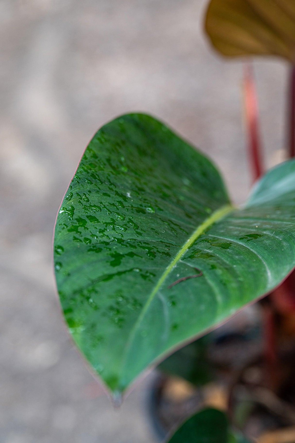 Rojo Congo Philodendron - Philodendron 'Rojo Congo' - Brisbane Plant Nursery