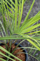 Phoenix roebelenii 'Dwarf Date Palm' - Brisbane Plant Nursery