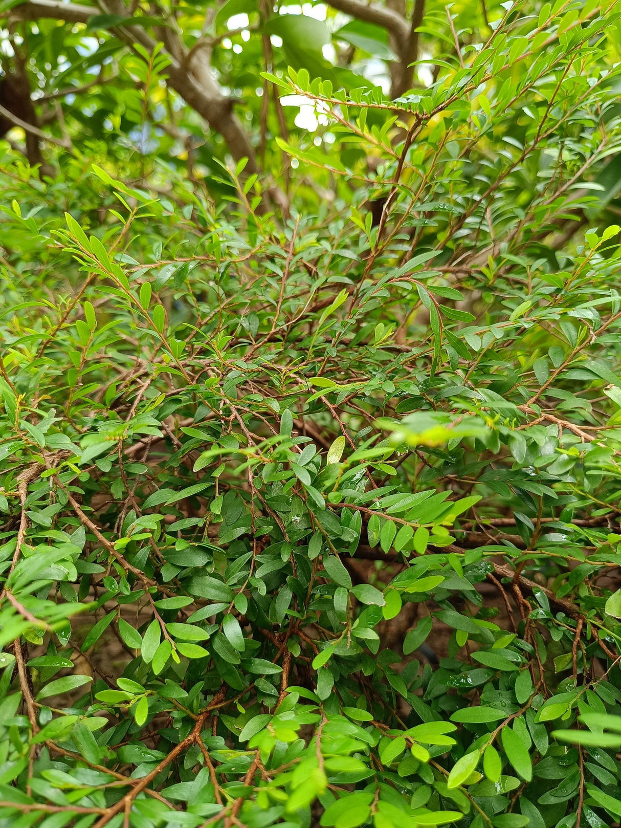 Multiflorous Phyllanthus - Phyllanthus multiflorus - Brisbane Plant Nursery