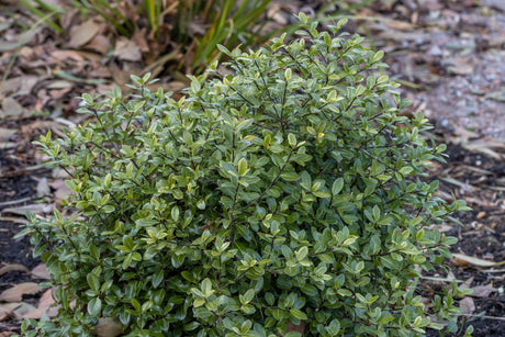 Golf Ball Kohuhu - Pittosporum tenuifolium 'Golf Ball' - Brisbane Plant Nursery