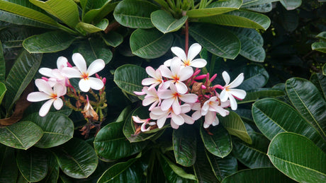 Pink Frangipani - Plumeria obtusa 'Petite Pink' - Brisbane Plant Nursery