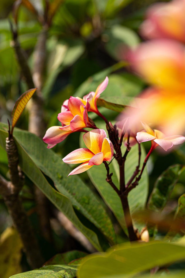 Pink Frangipani - Plumeria rubra - Brisbane Plant Nursery